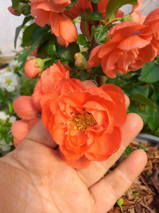 CHAENOMELES SPECIOSA ORANGE STORM 100-120cm