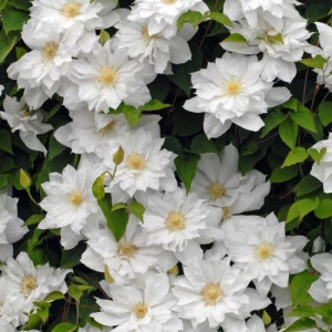 Clematis Isago 1m