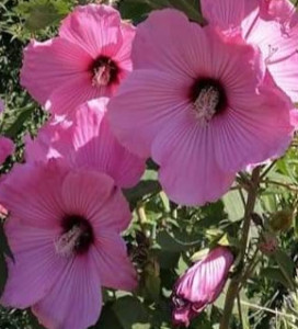 Hibiscus Moscheutos Rose Clair