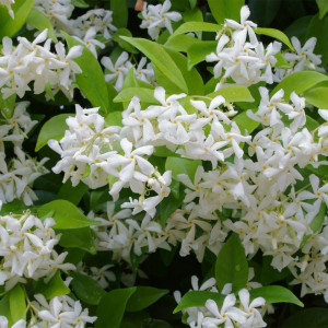 Iasomie stelata (Trachelospermum Jasminoides)