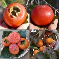 kaki Nikita's Gift (Rosseyanca x Diospyros Kaki) 160-180 cm disponibil din primavara