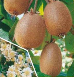 Kiwi Hayward set 2 femele +1 mascul 80-100 cm