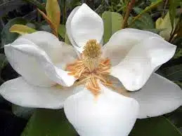 Magnolia grandiflora Galissoniera 70-90 cm