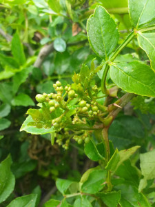 Piperul de Sichuan (Zanthoxylum piperitum)