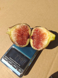 SMOCHIN VIOLETTE DE NORMANDIE 60-80 cm