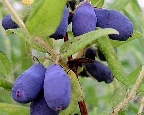 Afin siberian Lonicera Kamtschatica,,Duet"