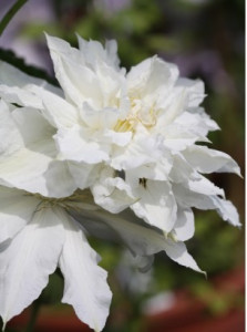 Clematis Isago 1m