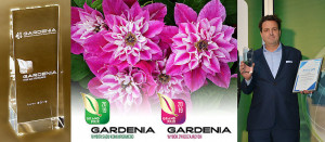 Clematis My Darling