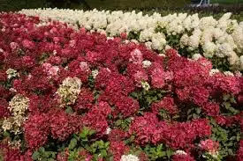 Hortensia paniculata Diamant Rouge