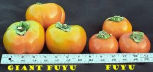 Kaki la ghiveci 120-150cm GIANT FUJU