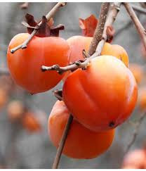 kaki Rojo Brillante 160-180 CM