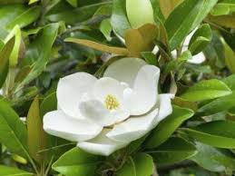 Magnolia grandiflora Galissoniera 70-90 cm