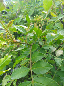 Piperul de Sichuan (Zanthoxylum piperitum)