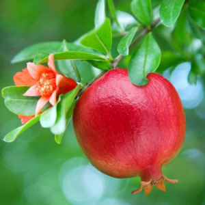 Rodia -rodie( Punica Granatum Wonderful) 50-70cm