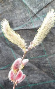 Salix gracilis Mt Aso
