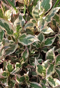 Weigela florida All Summer Monet