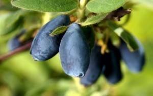Afin siberian Lonicera Kamtschatica,,Karina"