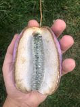 Akebia quinata sau Vita de ciocolata