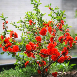 CHAENOMELES SPECIOSA ORANGE STORM 100-120cm