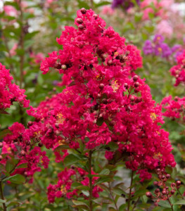LAGERSTROEMIA INDICA RED IMPERATOR plus inca un liliac indian cadou
