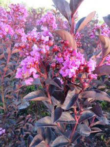 Liliac indian roz cu frunze negre Lagerstroemia indica Black Solitaire Shell pink 70-90 cm