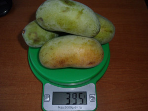 Banana Nordului-Paw-Paw -Asimina triloba Sunflower 80-100 cm