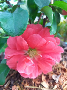 CHAENOMELES JAPONICUS PINK STORM 100 CM