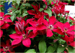 Clematis Solidarnosc