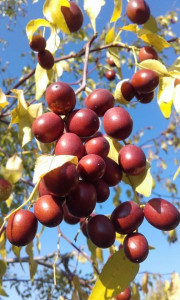 Curmalul Chinezesc ,Ziziphus jujuba Frutto Grande 40-50 cm
