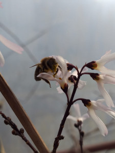 Forsythia alba sau abeliophyllum distichum roseum 40-50 cm