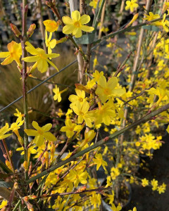 Iasomia de iarna (Jasminum nudiflorum)