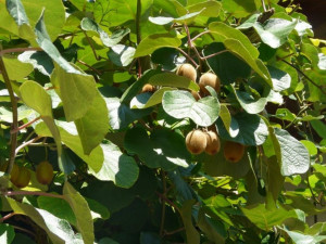 Kiwi Jenny autofertil ( Actinidia Deliciosa) 30-40 cm