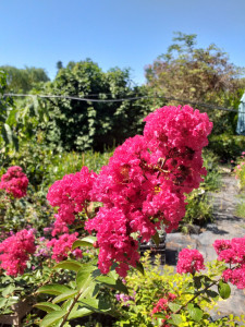 LAGERSTROEMIA INDICA RED IMPERATOR 40-50 cm