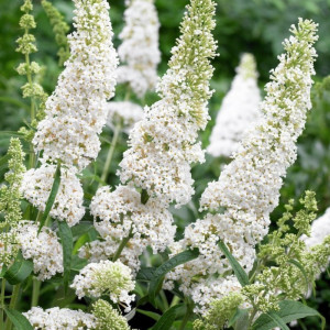 Liliac de vara Buddleja davidi White Profusion