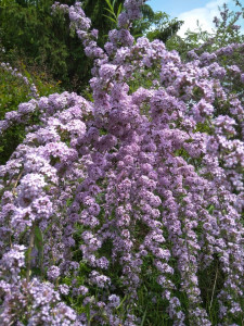 Liliacul fluturilor, Buddleja alternifolia