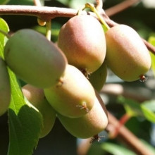 Mini kiwi Actinidia arguta Lucy FEMELA