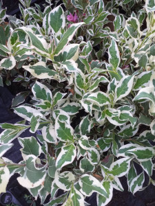 Weigela florida All Summer Monet
