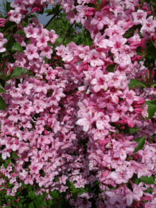 Weigela florida Rosea 50-70 cm