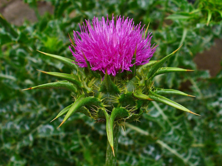 Armurariu-Silybum Marianum
