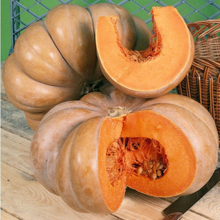 Dovleac Musquee de Provence