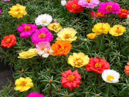 Flori de piatra-Portulaca Grandiflora  mix
