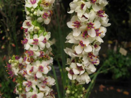 Lumanarica-Verbascum chaixii Wedding Candles