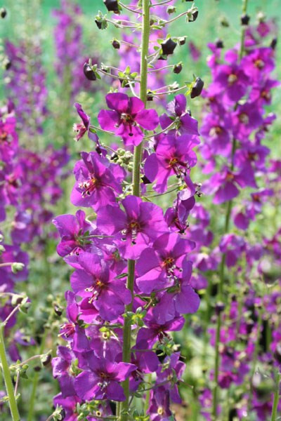 Lumanarica-Verbascum Phoeniceum Purple