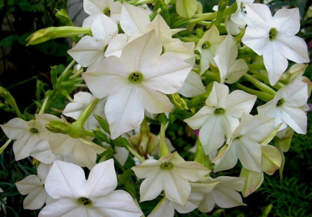 Nicotiana-Regina noptii alba