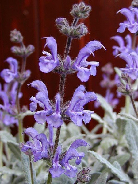 Salvia Cyanescens