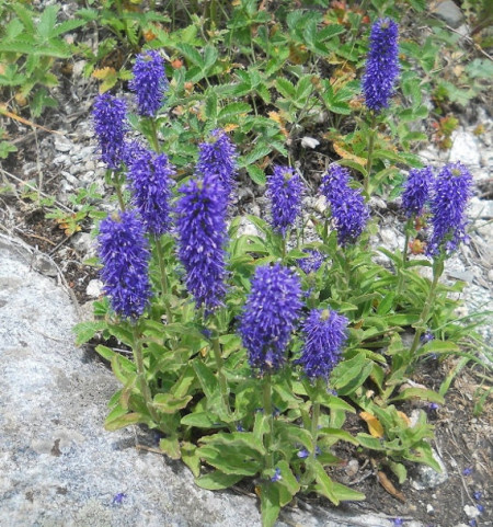 Veronica Porphyriana