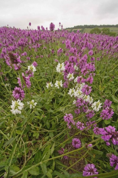 Vindecea-Stachys officinalis