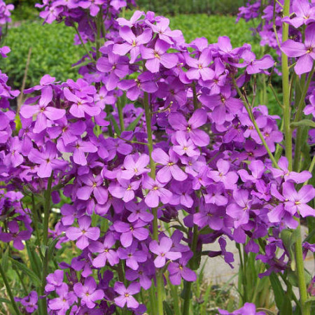 Violeta de noapte-Hesperis Matronalis