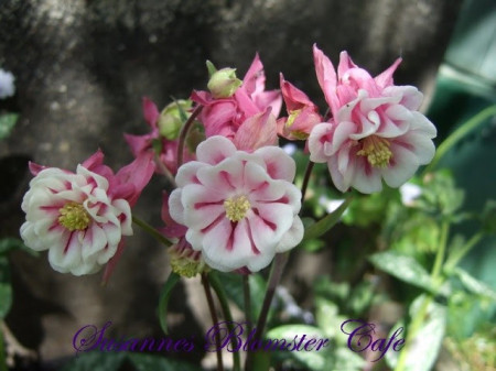 Caldarusa-Aquilegia vulgaris Pink Petticoat