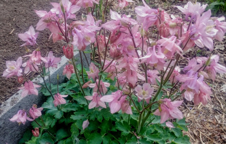 Caldarusa-Aquilegia Vulgaris Pink
